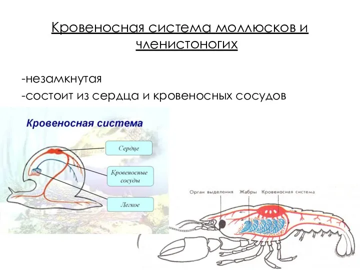 Кровеносная система моллюсков и членистоногих -незамкнутая -состоит из сердца и кровеносных сосудов