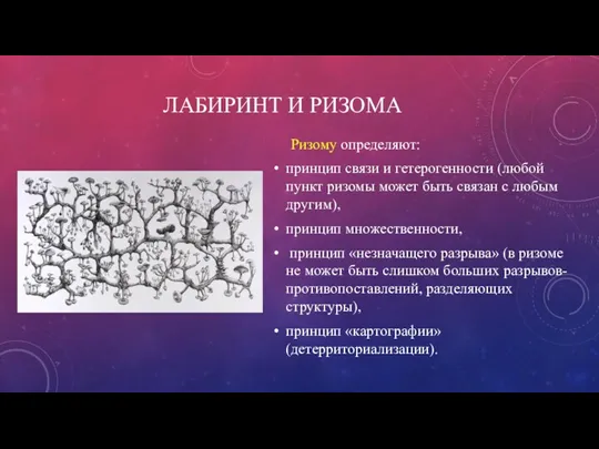 ЛАБИРИНТ И РИЗОМА Ризому определяют: принцип связи и гетерогенности (любой