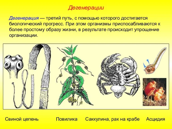 Дегенерация — третий путь, с помощью которого достигается биологический прогресс.