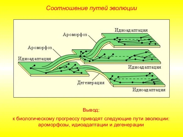 Вывод: к биологическому прогрессу приводят следующие пути эволюции: ароморфозы, идиоадаптации и дегенерации Соотношение путей эволюции