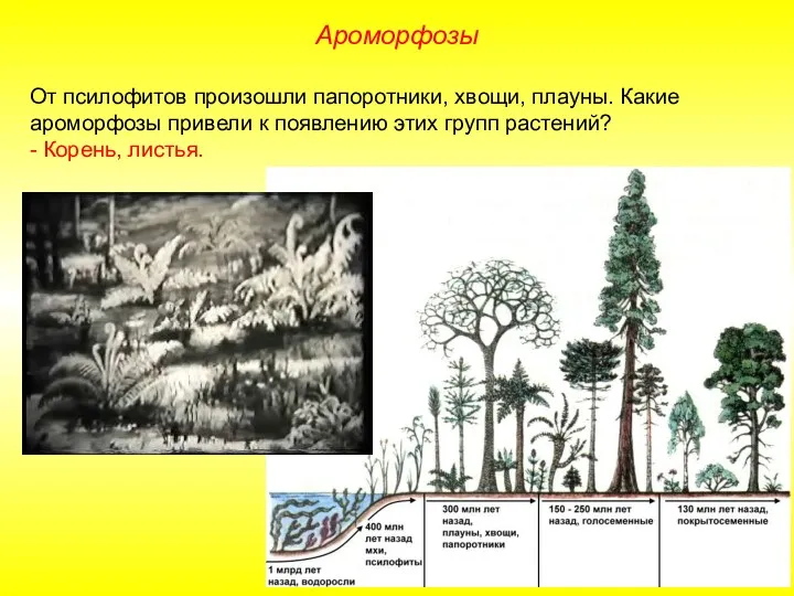 От псилофитов произошли папоротники, хвощи, плауны. Какие ароморфозы привели к