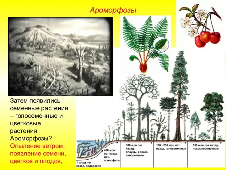Затем появились семенные растения – голосеменные и цветковые растения. Ароморфозы?