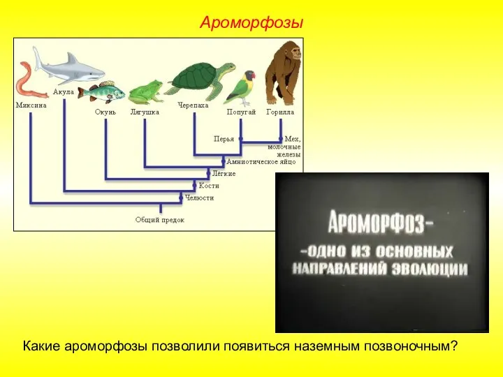 Ароморфозы Какие ароморфозы позволили появиться наземным позвоночным?