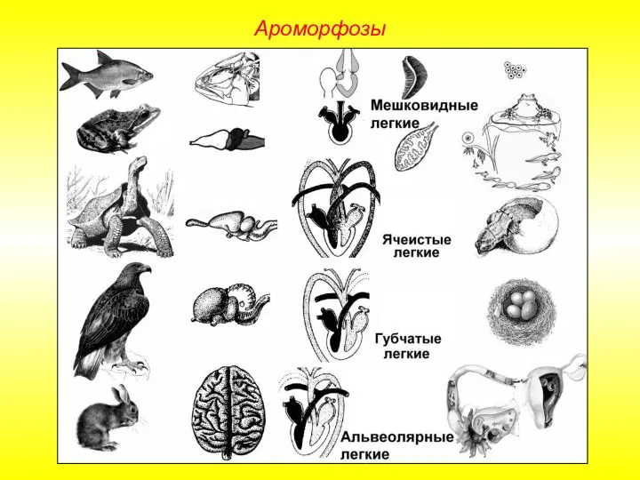 Ароморфозы