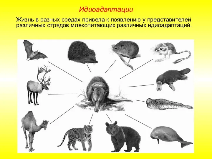 Жизнь в разных средах привела к появлению у представителей различных отрядов млекопитающих различных идиоадаптаций. Идиоадаптации