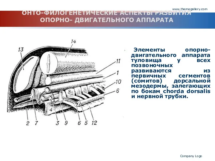 www.themegallery.com Company Logo ОНТО-ФИЛОГЕНЕТИЧЕСКИЕ АСПЕКТЫ РАЗВИТИЯ ОПОРНО- ДВИГАТЕЛЬНОГО АППАРАТА Элементы