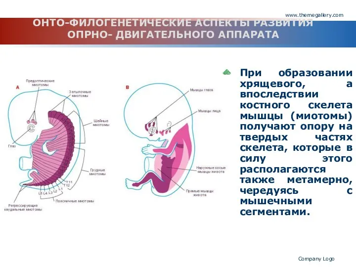 www.themegallery.com Company Logo ОНТО-ФИЛОГЕНЕТИЧЕСКИЕ АСПЕКТЫ РАЗВИТИЯ ОПРНО- ДВИГАТЕЛЬНОГО АППАРАТА При