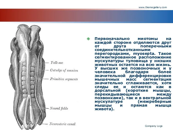 www.themegallery.com Company Logo Первоначально миотомы на каждой стороне отделяются друг