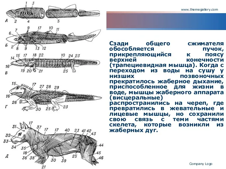 www.themegallery.com Company Logo Сзади общего сжимателя обособляется пучок, прикрепляющийся к