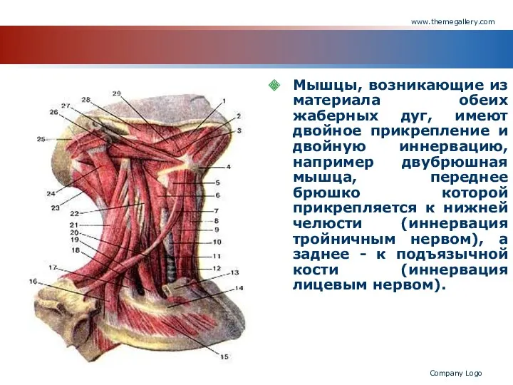 www.themegallery.com Company Logo Мышцы, возникающие из материала обеих жаберных дуг,