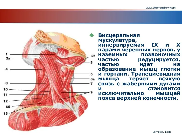 www.themegallery.com Company Logo Висцеральная мускулатура, иннервируемая IX и X парами