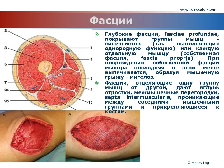 www.themegallery.com Company Logo Фасции Глубокие фасции, fasciaе profundaе, покрывают группы