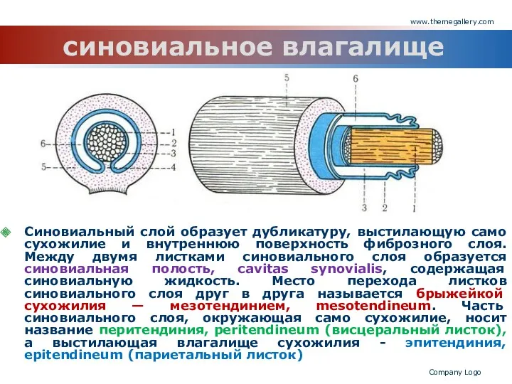 www.themegallery.com Company Logo синовиальное влагалище Синовиальный слой образует дубликатуру, выстилающую