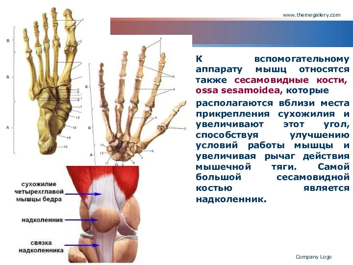 www.themegallery.com Company Logo К вспомогательному аппарату мышц относятся также сесамовидные