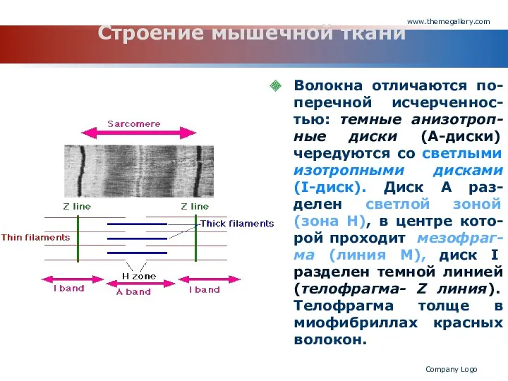 www.themegallery.com Company Logo Строение мышечной ткани Волокна отличаются по-перечной исчерченнос-тью: