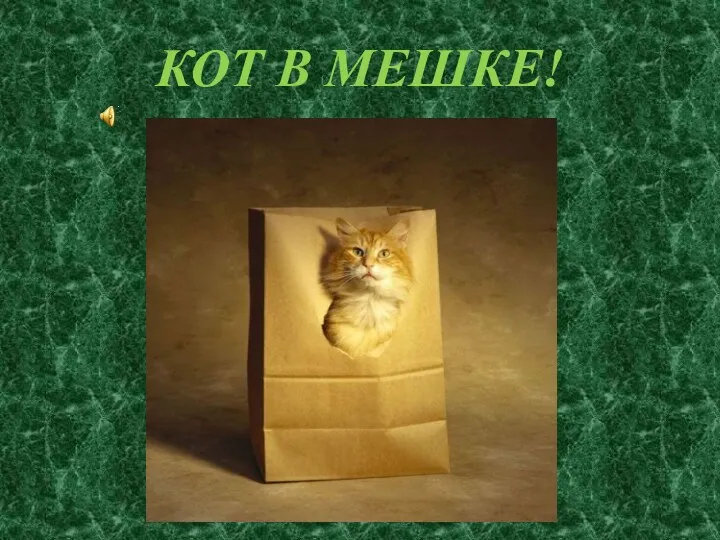 КОТ В МЕШКЕ!