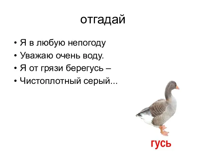 отгадай Я в любую непогоду Уважаю очень воду. Я от грязи берегусь – Чистоплотный серый... (гусь).