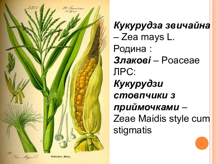 Кукурудза звичайна – Zea mays L. Родина : Злакові – Poaceae ЛРС: Кукурудзи