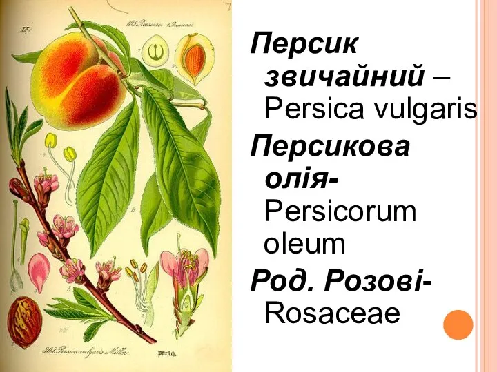 Персик звичайний – Persica vulgaris Персикова олія- Persicorum oleum Род. Розові- Rosaceae