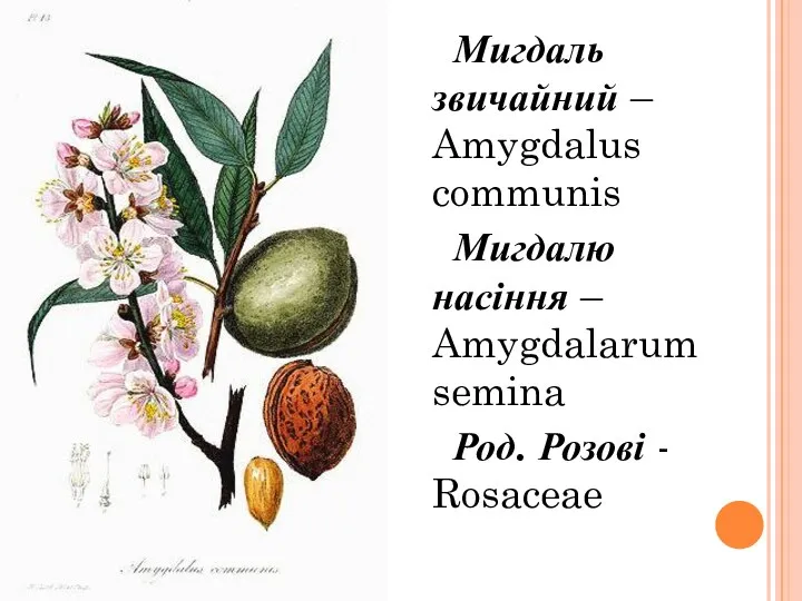 Мигдаль звичайний – Amygdalus communis Мигдалю насіння – Amygdalarum semina Род. Розові - Rosaceae