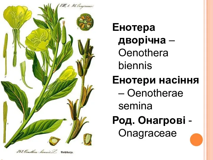 Енотера дворічна – Oenothera biennis Енотери насіння – Oenotherae semina Род. Онагрові - Onagraceae