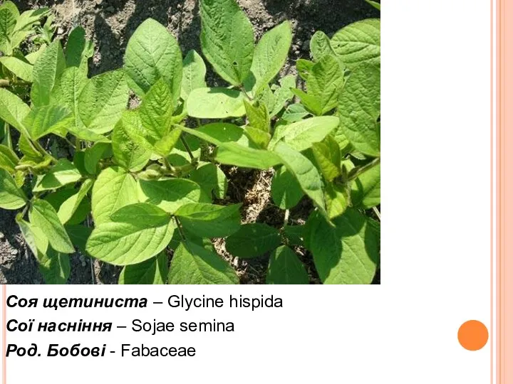Соя щетиниста – Glycine hispida Сої насніння – Sojae semina Род. Бобові - Fabaceae