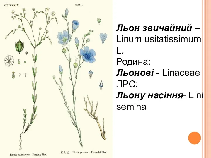 Льон звичайний – Linum usitatissimum L. Родина: Льонові - Linaceae ЛРС: Льону насіння- Lini semina