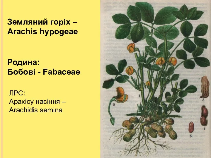 Земляний горіх – Arachis hypogeae Родина: Бобові - Fabaceae ЛРС: Арахісу насіння – Arachidis semina