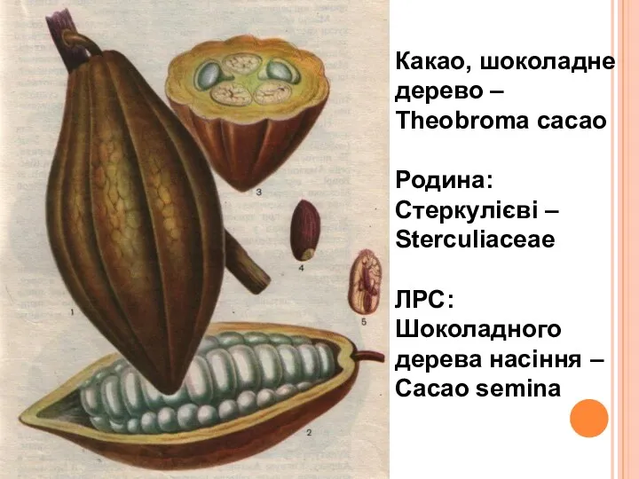 Какао, шоколадне дерево – Theobroma cacao Родина: Стеркулієві – Sterculiaceae