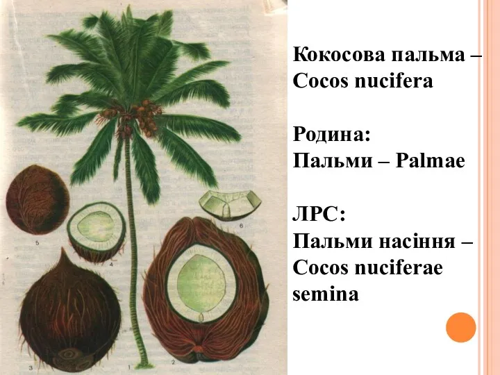 Кокосова пальма – Cocos nucifera Родина: Пальми – Palmae ЛРС: Пальми насіння – Cocos nuciferae semina
