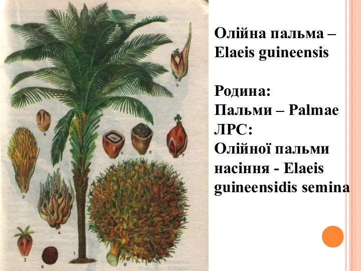 Олійна пальма – Elaeis guineensis Родина: Пальми – Palmae ЛРС: Олійної пальми насіння
