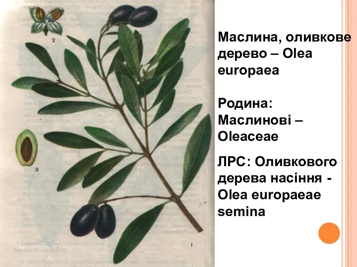 Маслина, оливкове дерево – Olea europaea Родина: Маслинові – Oleaceae ЛРС: Оливкового дерева
