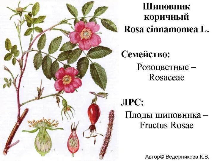Рицина звичайна – Ricinus communis Родина: Молочайні – Euphorbicaceae ЛРС: Рицини насіння - Ricini communis semina