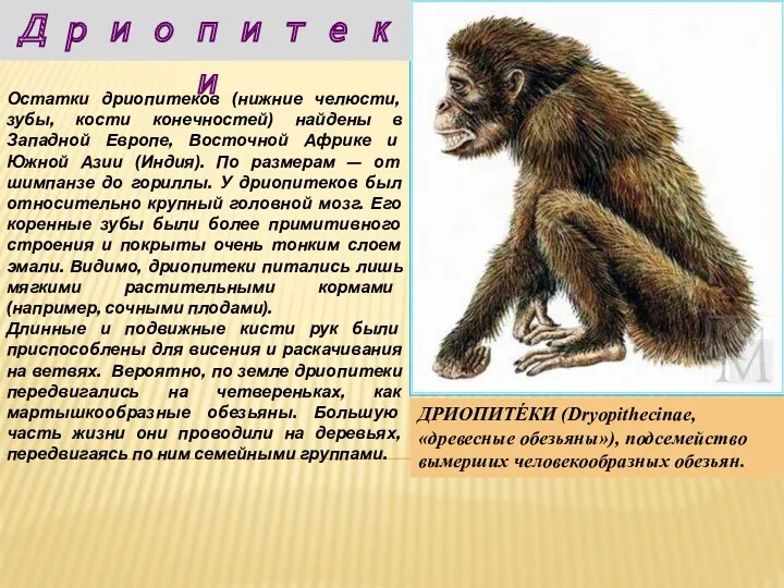 Дриопитеки ДРИОПИТЕ́КИ (Dryopithecinae, «древесные обезьяны»), подсемейство вымерших человекообразных обезьян.