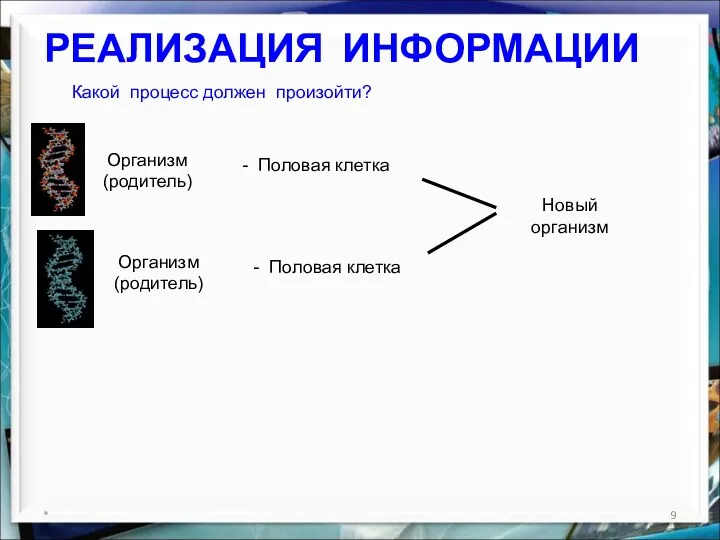 РЕАЛИЗАЦИЯ ИНФОРМАЦИИ * Какой процесс должен произойти? Организм (родитель) Организм