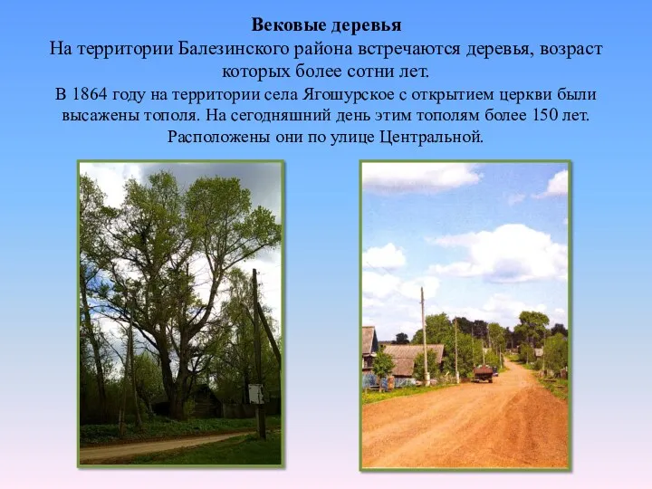 Вековые деревья На территории Балезинского района встречаются деревья, возраст которых