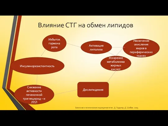 Влияние СТГ на обмен липидов Активация липолиза Ускорение метаболизма жирных кислот Увеличение окисления