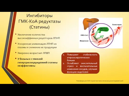 Ингибиторы ГМК-КоА редуктазы (Статины) Увеличение количества высокоаффинных рецепторов ЛПНП Ускоренная элиминация ЛПНП из