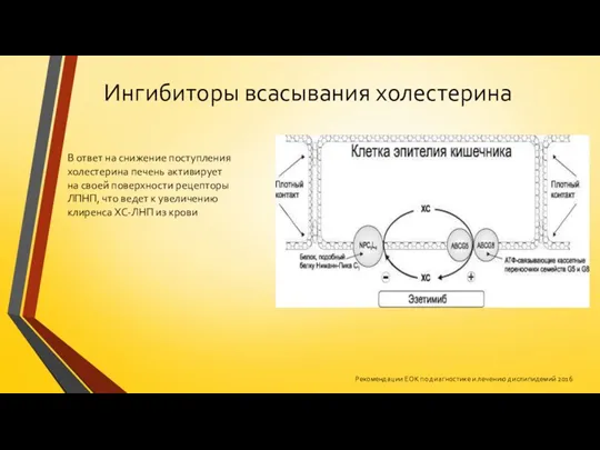 Ингибиторы всасывания холестерина В ответ на снижение поступления холестерина печень