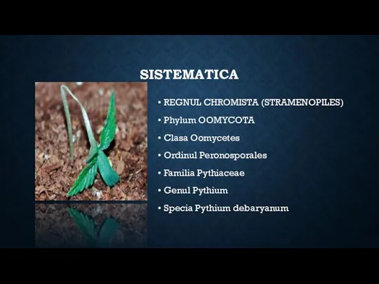 SISTEMATICA REGNUL CHROMISTA (STRAMENOPILES) Phylum OOMYCOTA Clasa Oomycetes Ordinul Peronosporales