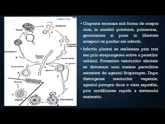 Ciuperca ierneaza sub forma de oospor care, in conditii prielnice,