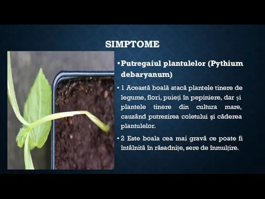 SIMPTOME Putregaiul plantulelor (Pythium debaryanum) 1 Această boală atacă plantele