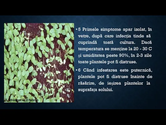 5 Primele simptome apar izolat, în vetre, după care infecția