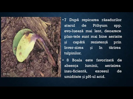 7 După repicarea răsadurilor atacul de Pithyum spp. evo-luează mai