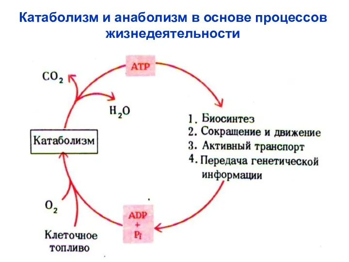 Катаболизм и анаболизм в основе процессов жизнедеятельности