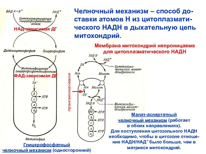 Челночный механизм – способ до- ставки атомов Н из цитоплазмати-