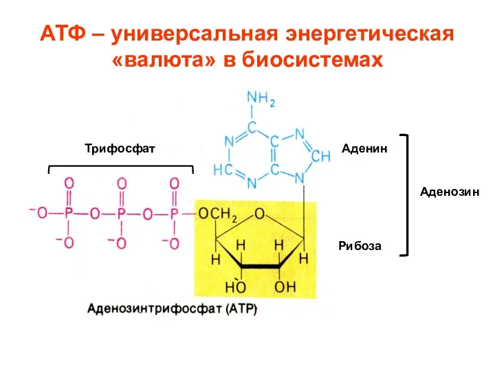 АТФ – универсальная энергетическая «валюта» в биосистемах Аденин Рибоза Трифосфат Аденозин