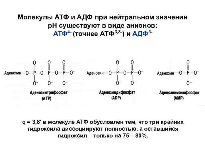 Молекулы АТФ и АДФ при нейтральном значении рН существуют в виде анионов: АТФ4-