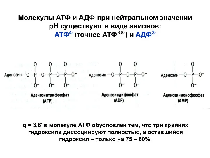 Молекулы АТФ и АДФ при нейтральном значении рН существуют в