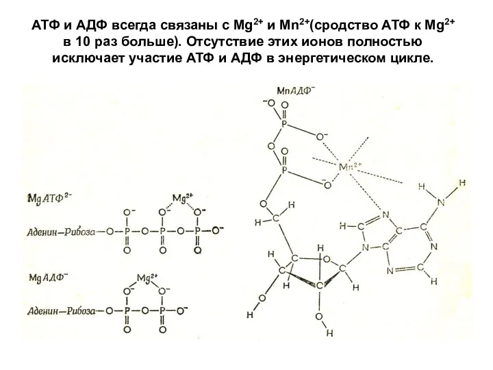 АТФ и АДФ всегда связаны с Mg2+ и Mn2+(сродство АТФ к Mg2+ в